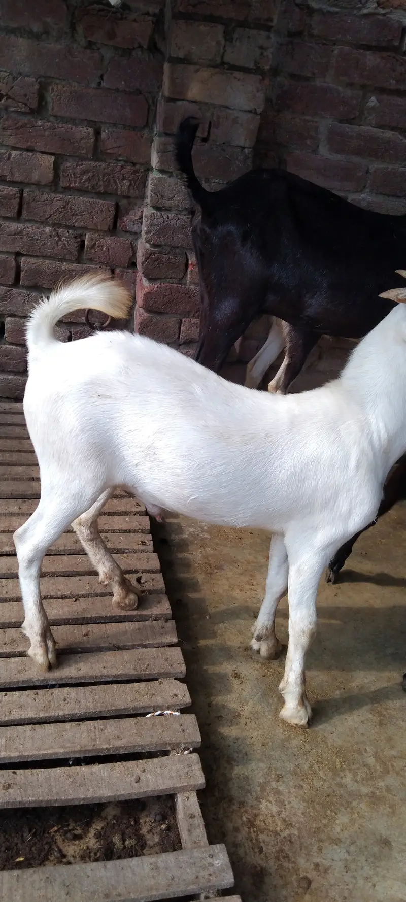 Pure gulabi Russian teddy male ready for new home — photo 7