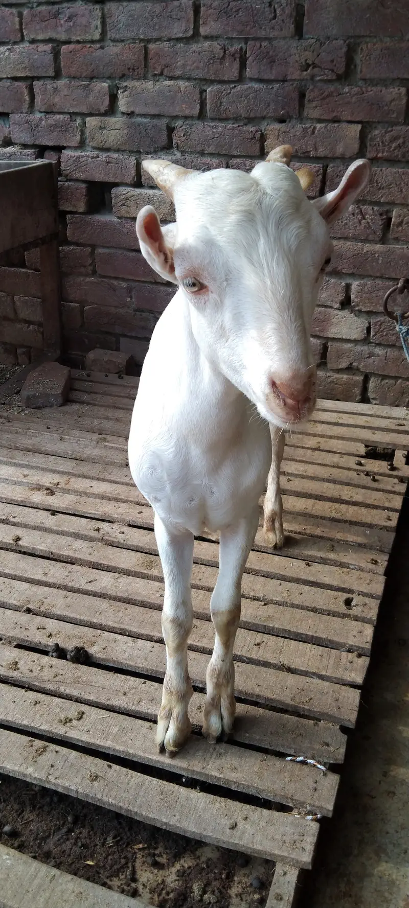Pure gulabi Russian teddy male ready for new home — photo 8