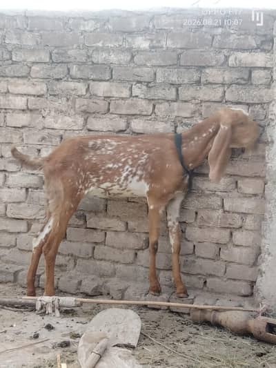 makki chini and rajanpuri female path for sale