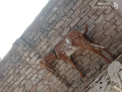makki chini female path for sale