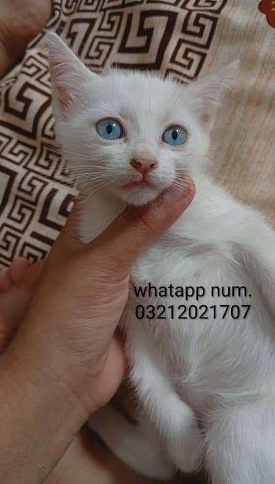 2 years old cat for adopt with her 2month old female kitten