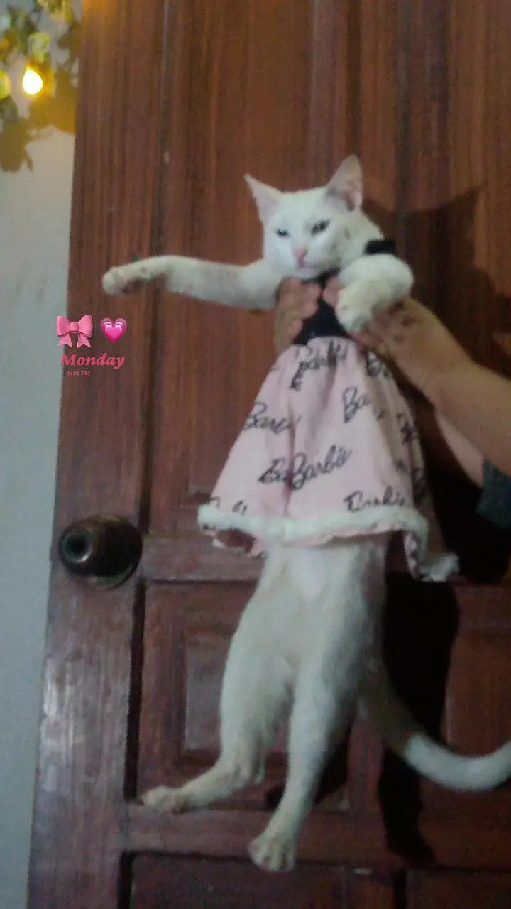 2 years old cat for adopt with her 2month old female kitten — photo 2