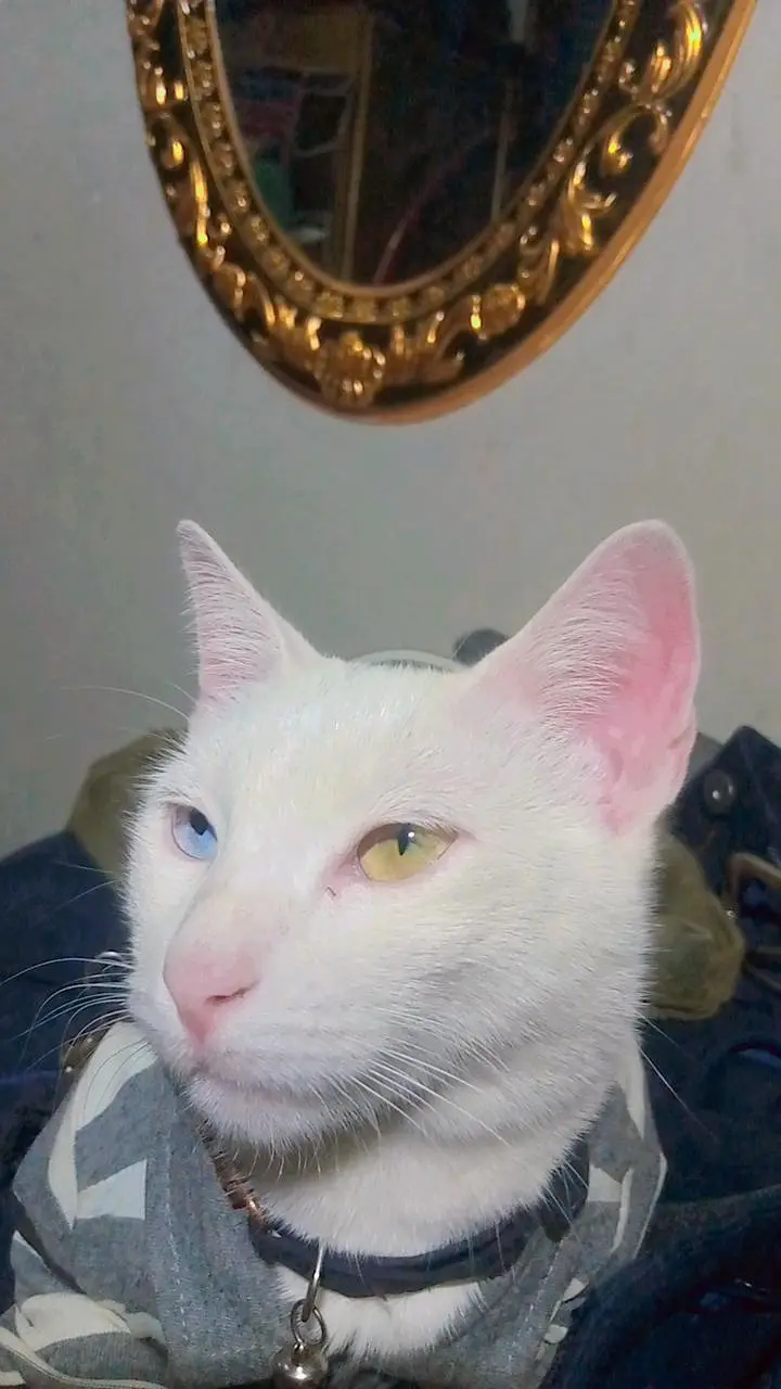 2 years old cat for adopt with her 2month old female kitten — photo 3