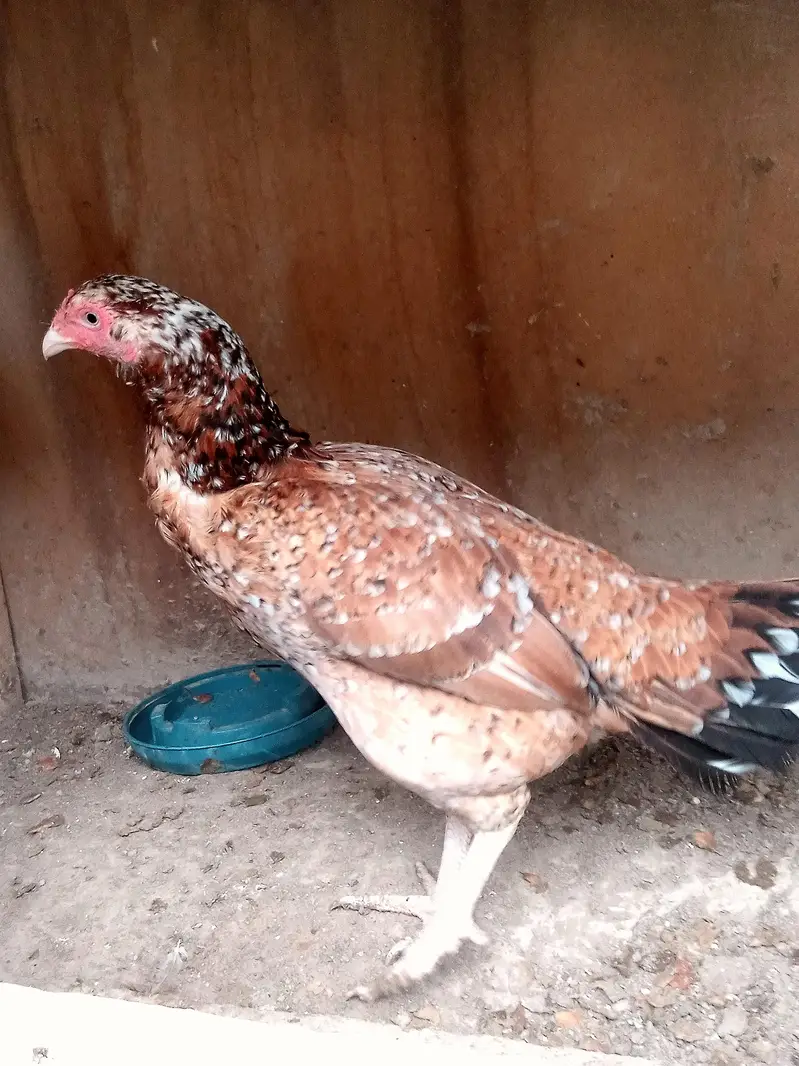 Pure cheena Murghi — photo 2