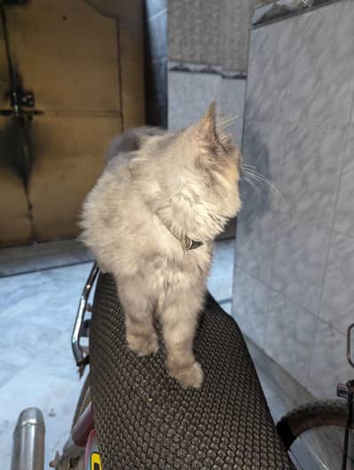 fullay vaccinated pershain tighter triple coated breeder  male cat