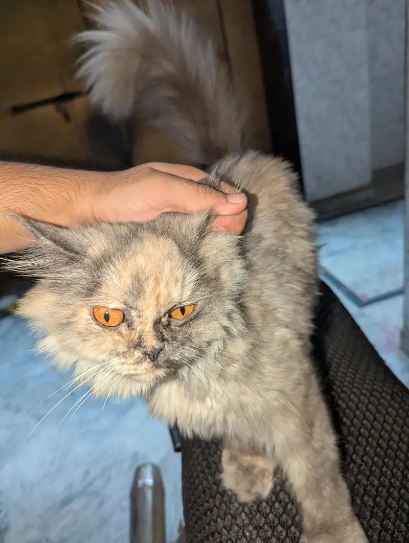 fullay vaccinated pershain tighter triple coated breeder  male cat — photo 2