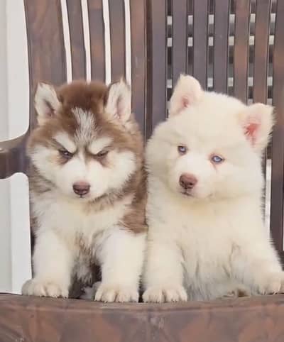 Siberian husky Dog My WhatsApp 03057080474 /&#$#-#$@