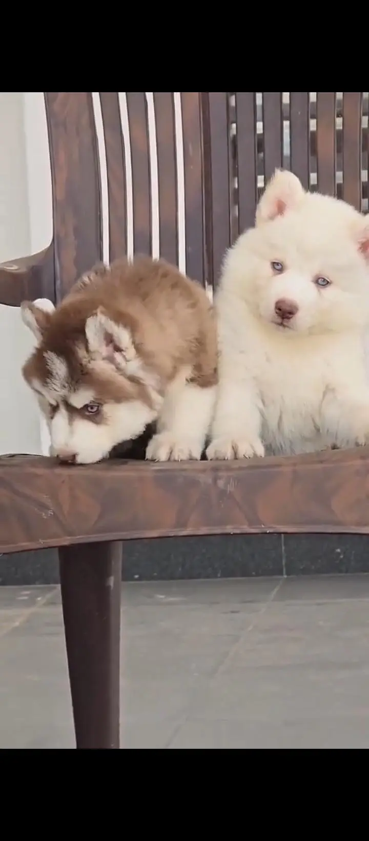 Siberian husky Dog My WhatsApp 03057080474 /&#$#-#$@ — photo 2