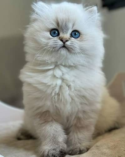 Cat | Persian | kittens |  Blue eyes | Kitty O348O163O63 WA:⁠^⁠)