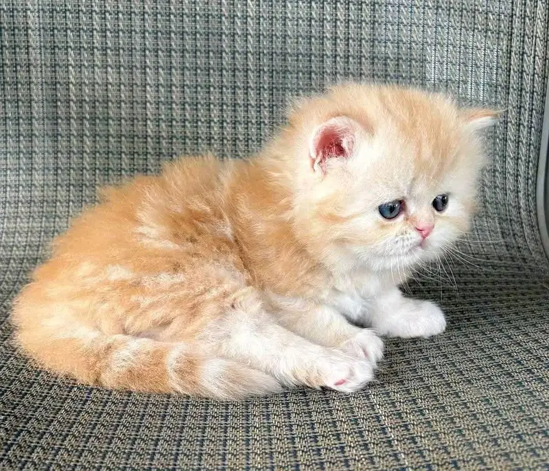 Cat | Persian | kittens |  Blue eyes | Kitty O348O163O63 WA:⁠^⁠) — photo 3