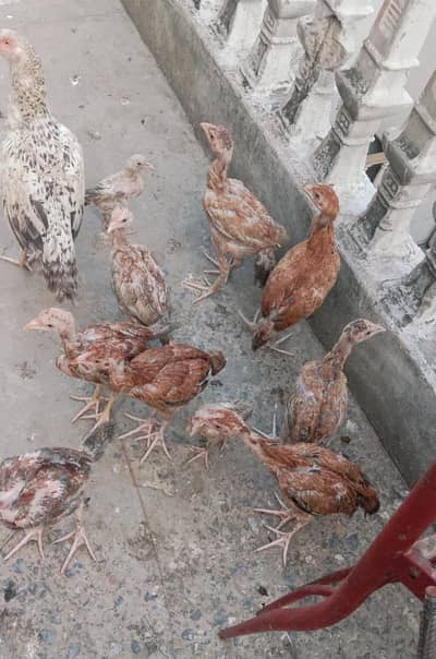 aseel chicken