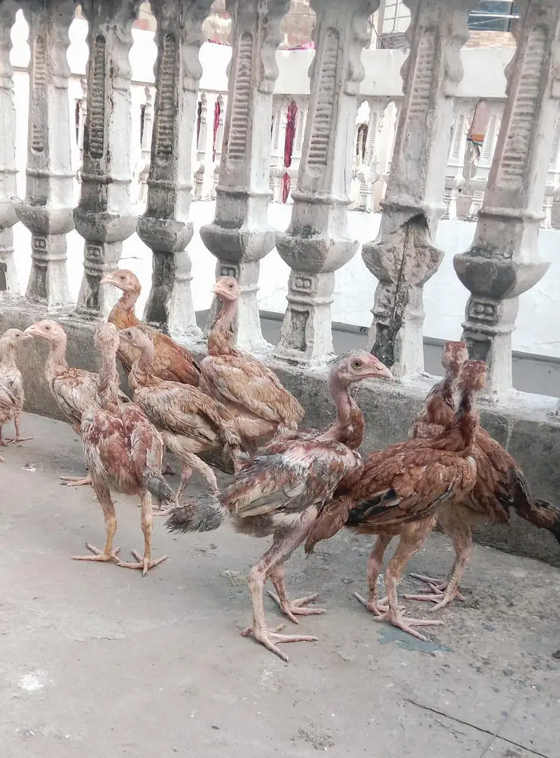 aseel chicken — photo 2