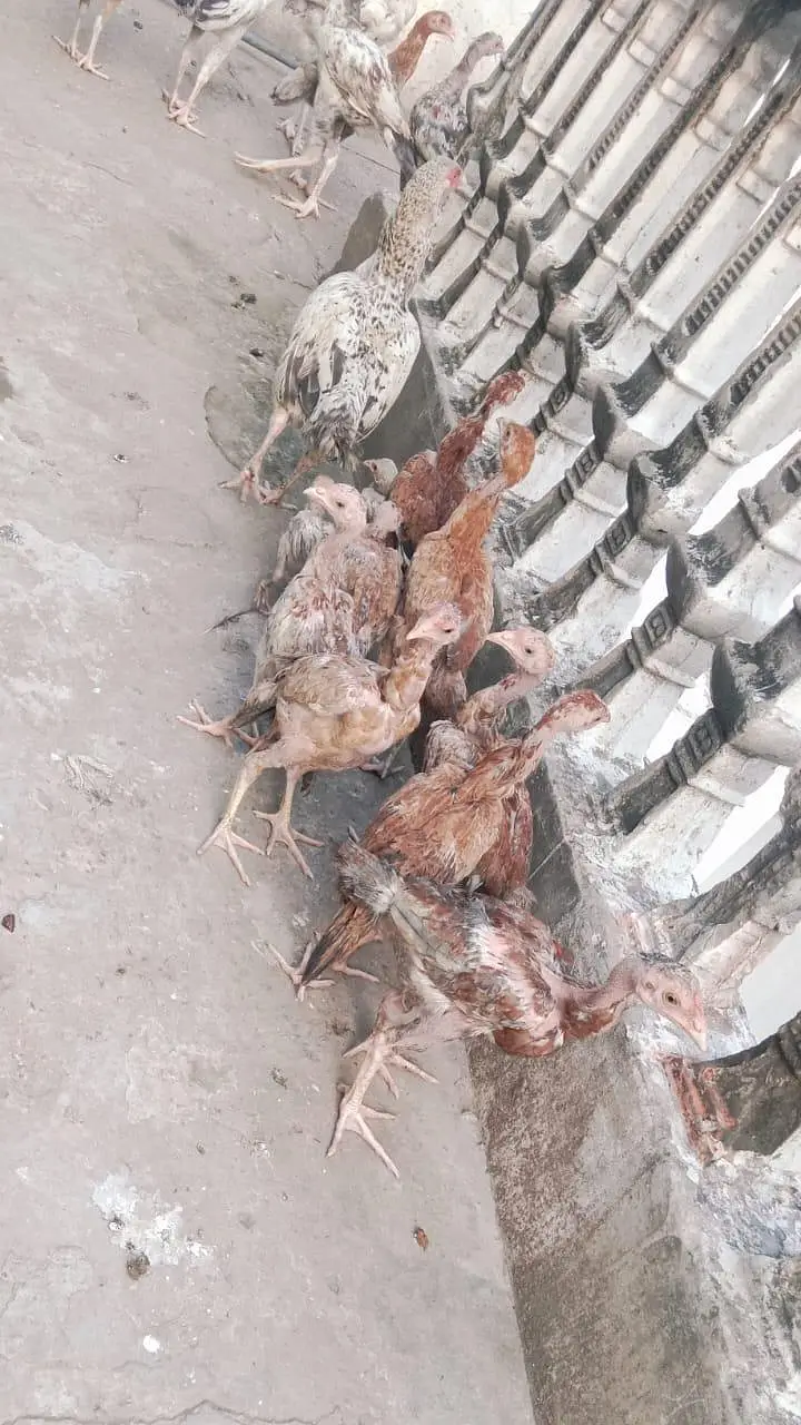 aseel chicken — photo 3