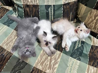 catss