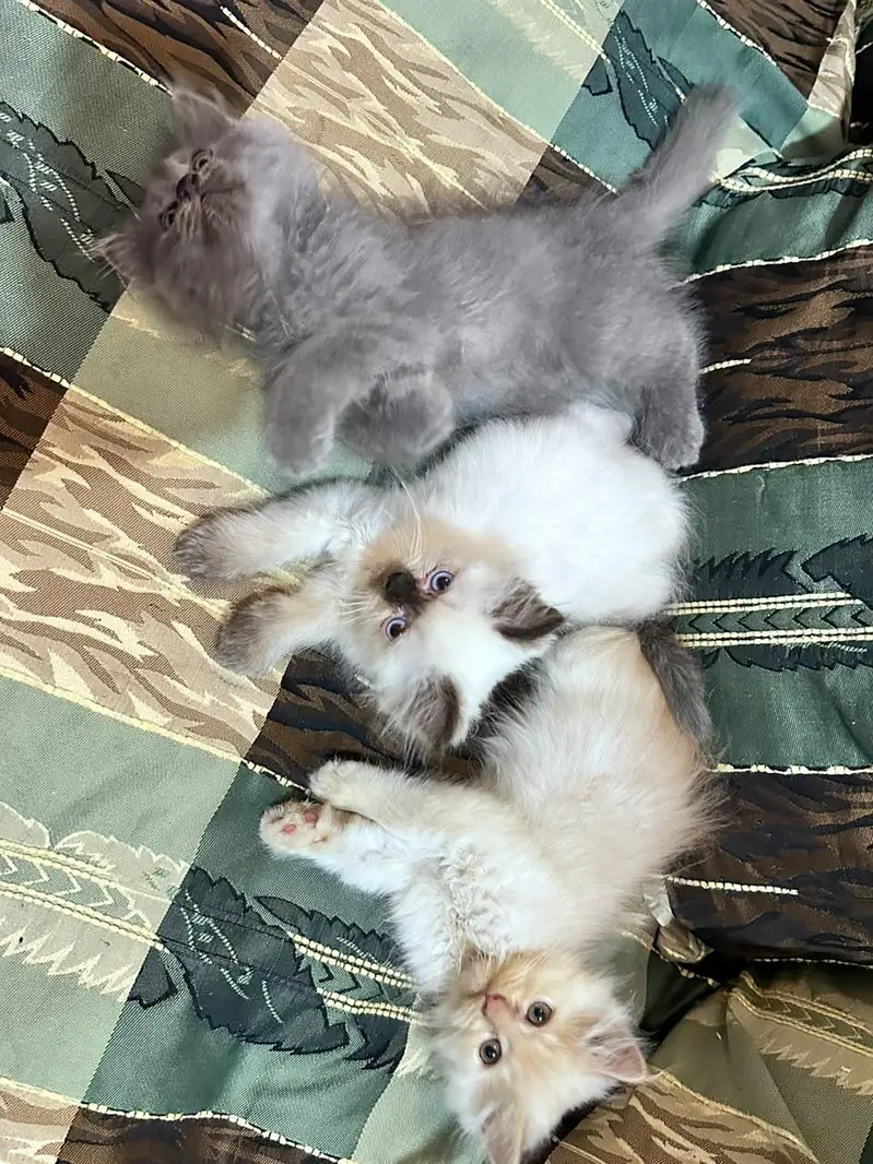 catss — photo 2