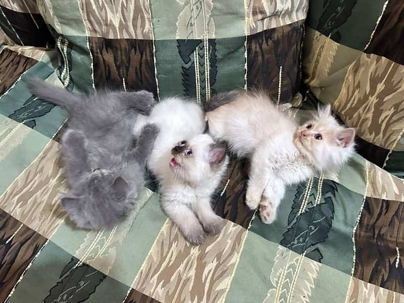 catss 2