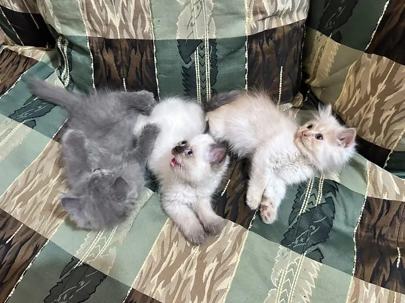 catss — photo 3