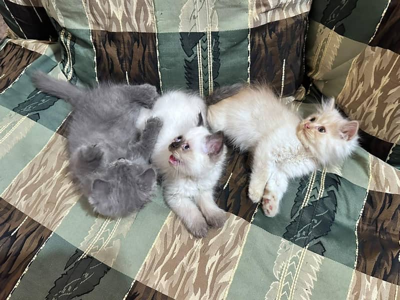 catss 3