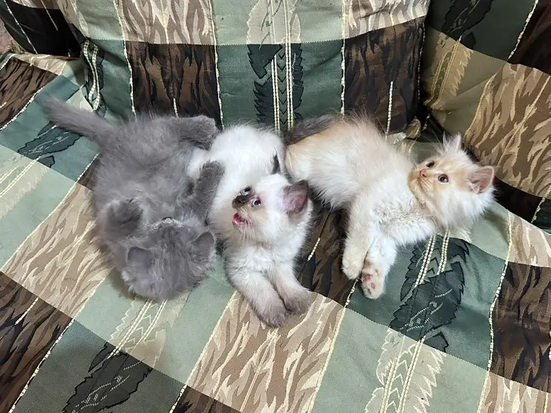 catss — photo 4