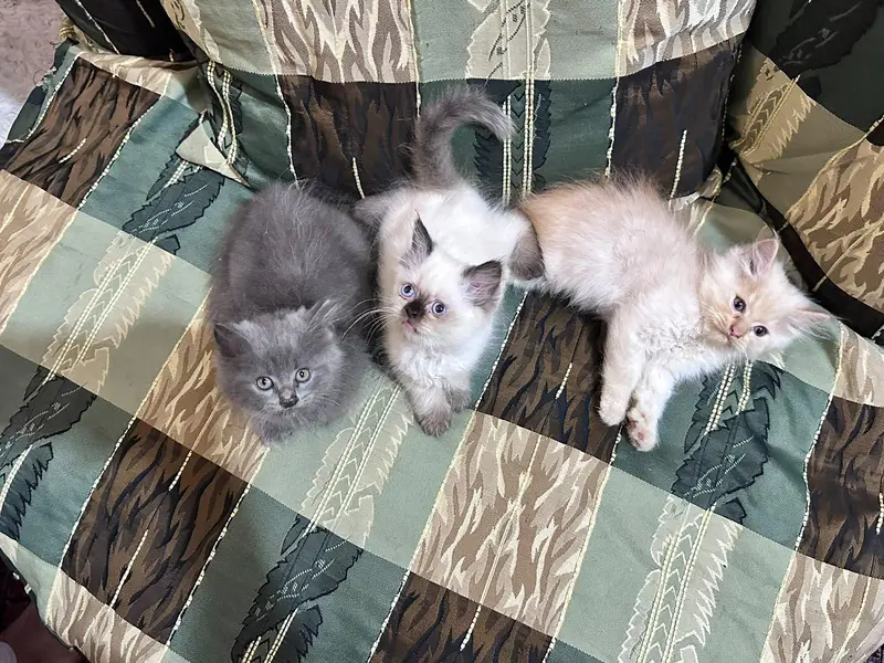 catss — photo 5