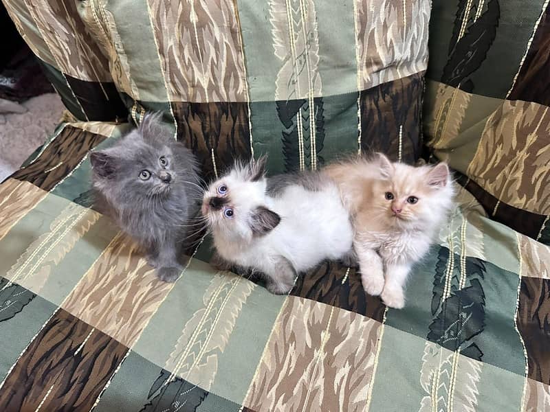 catss 5