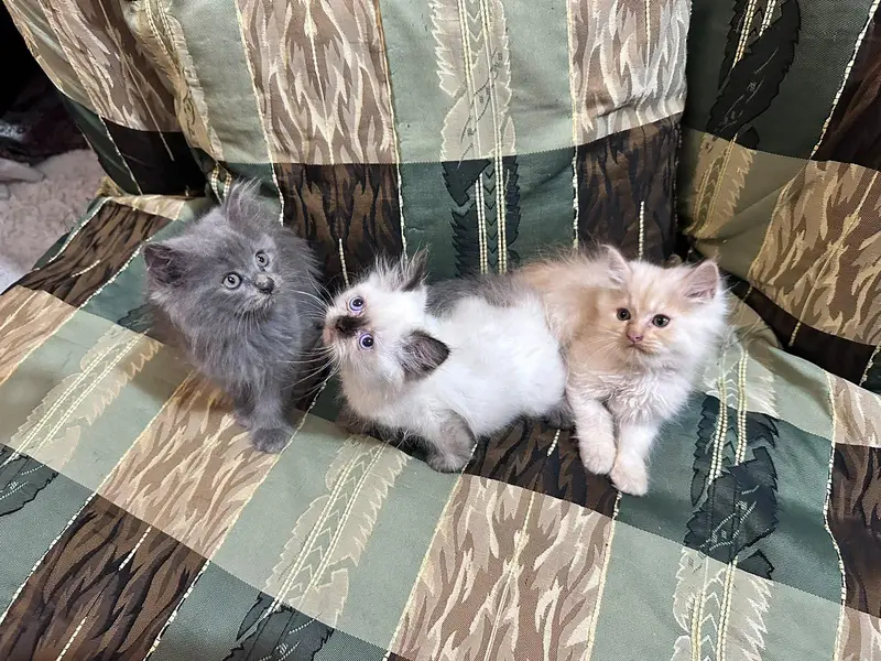catss — photo 6
