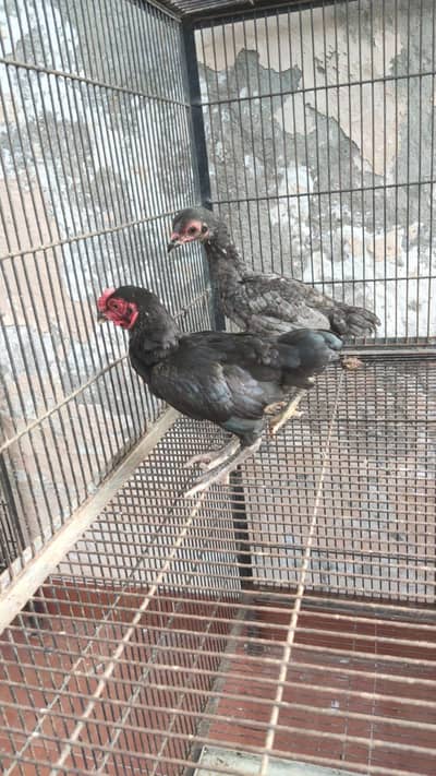 o shamo. . . . and. . . co shamo for sale