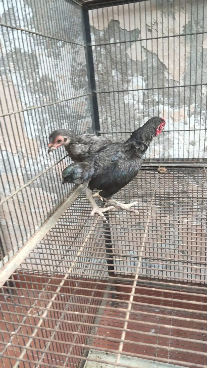 o shamo. . . . and. . . co shamo for sale — photo 3