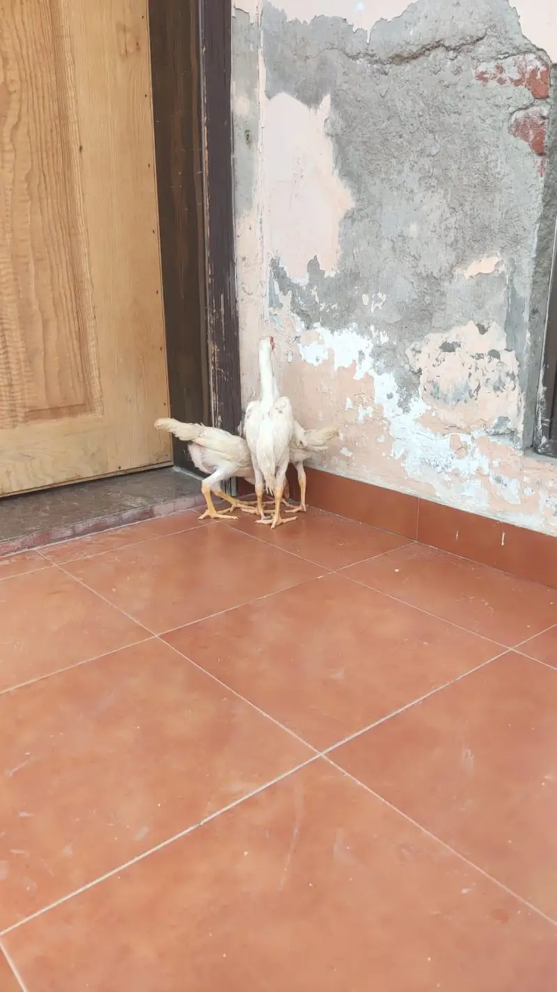 o shamo. . . . and. . . co shamo for sale — photo 4