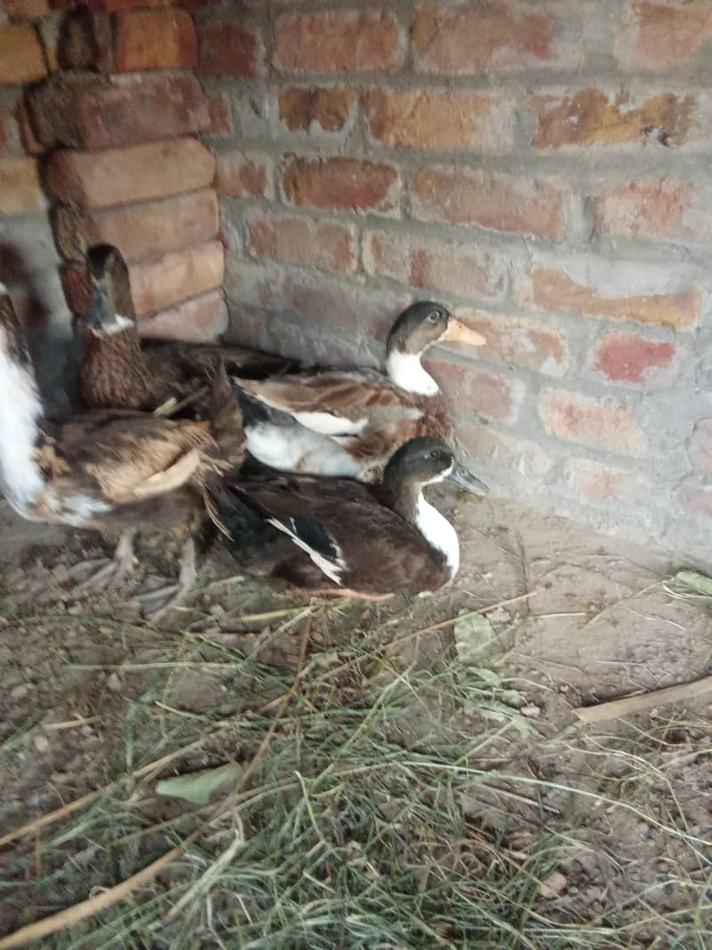 duck jora 0