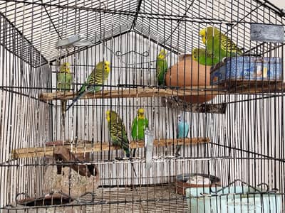 10 Australian parrots