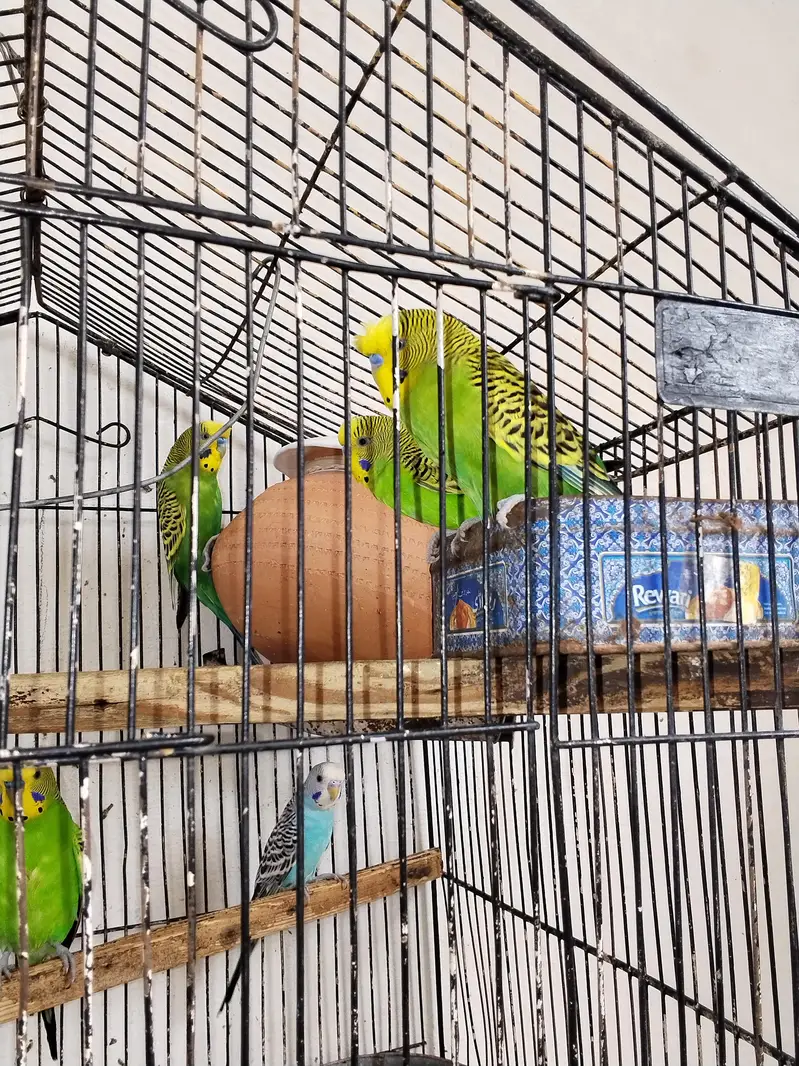 08 Australian parrots — photo 2