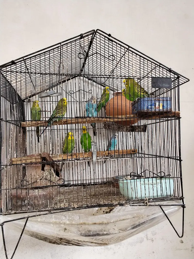 08 Australian parrots — photo 3