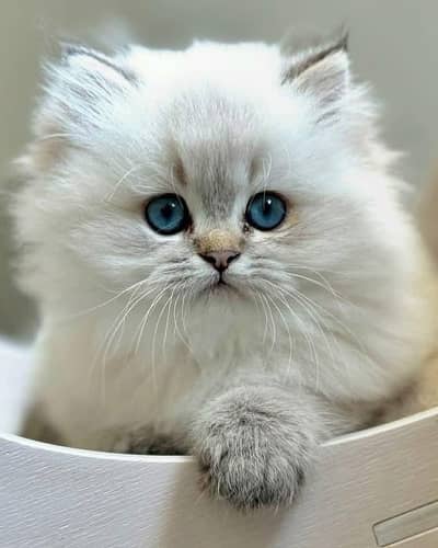 Cat | Persian | kittens |  Blue eyes | Kitty O348O163O63 WA^⁠_⁠^
