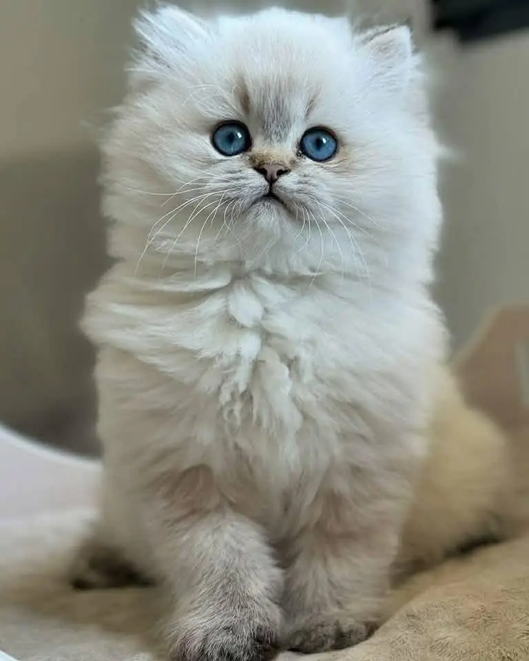 Cat | Persian | kittens |  Blue eyes | Kitty O348O163O63 WA^⁠_⁠^ — photo 2