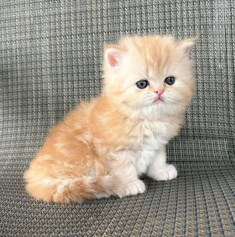 Cat | Persian | kittens |  Blue eyes | Kitty O348O163O63 WA^⁠_⁠^ — photo 4