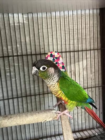 green conure male
