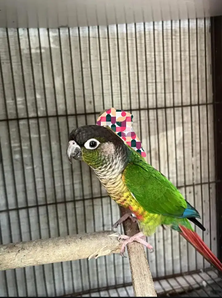 green conure male — photo 2