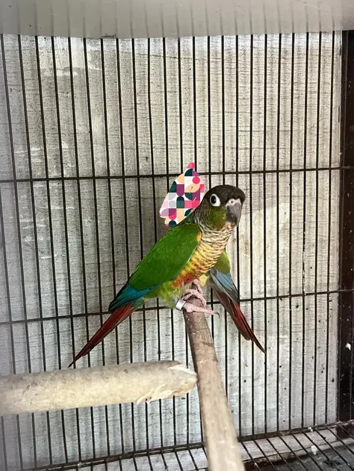 green conure male — photo 3