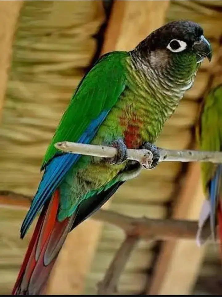 green conure male — photo 4