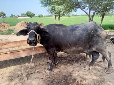 Healthy Buffalo For Sale – Multan