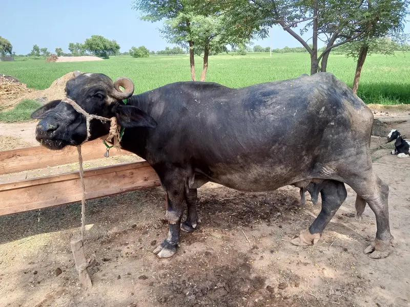 Healthy Buffalo For Sale – Multan — photo 2