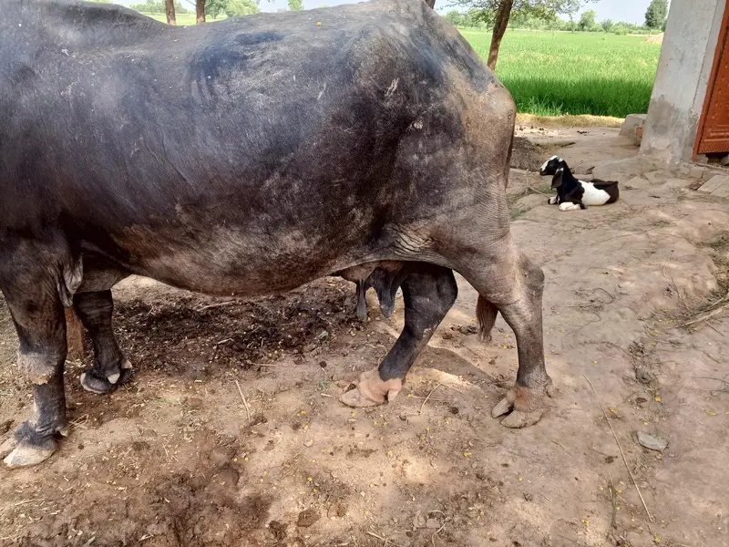 Healthy Buffalo For Sale – Multan — photo 3