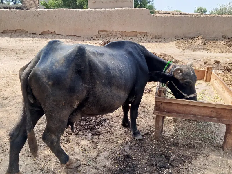 Healthy Buffalo For Sale – Multan — photo 4