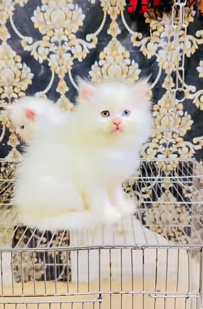 Persian] Kittens triple] For sale Whatsapp O32124O54O9
