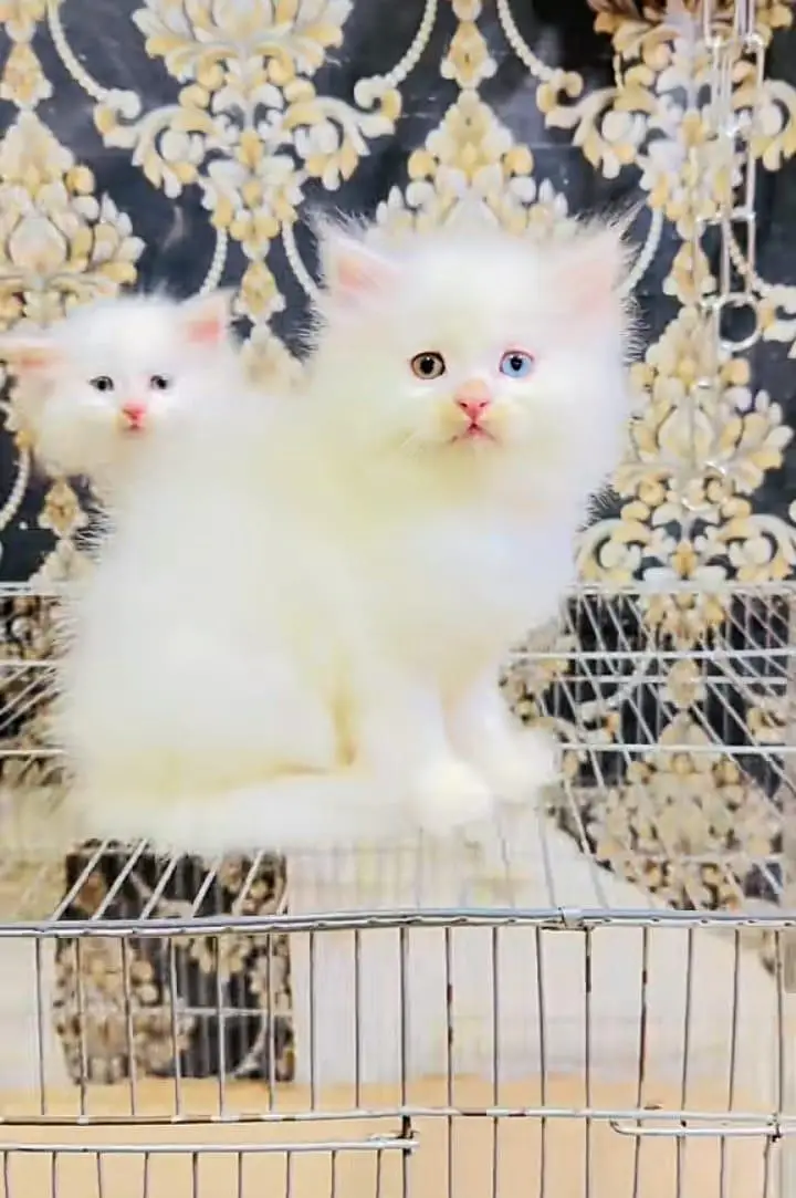 Persian] Kittens triple] For sale Whatsapp O32124O54O9 — photo 2