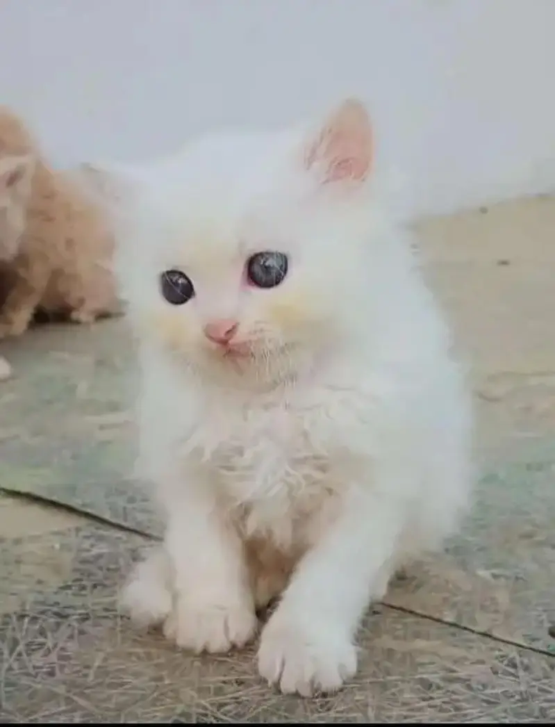 Persian] Kittens triple] For sale Whatsapp O32124O54O9 — photo 3