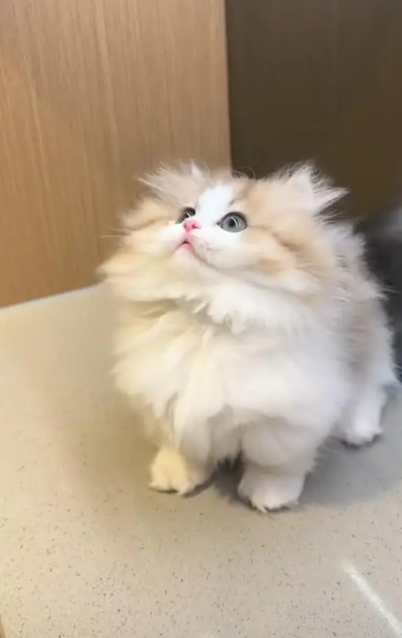 Persian cats My WhatsApp 03057080474 ////@-#&_#$@_# — photo 9