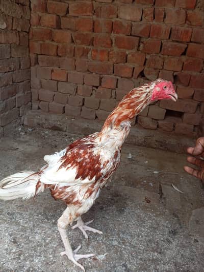 Pakistani aseel murgia for sale