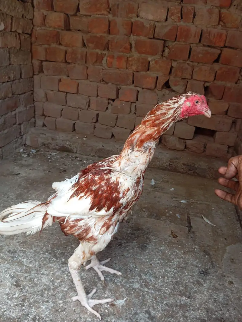 Pakistani aseel murgia for sale — photo 2